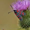 Zygaena_filipendulae_bd1602