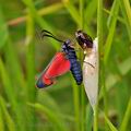 Zygaena_filipendulae_bh3131