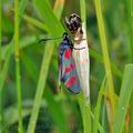 Zygaena_filipendulae_bh3149