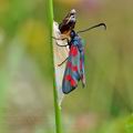 Zygaena_filipendulae_bh3151