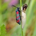 Zygaena_filipendulae_bh3152