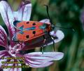 Zygaena_laeta_4308