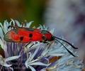 Zygaena_laeta_dd3916