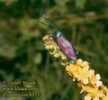 Zygaena_loti_4323