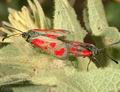 Zygaena_loti_ab5798