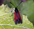 Zygaena_osterodensis_10341