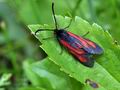 Zygaena_osterodensis_bk4083