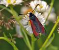 Zygaena_purpuralis_bh1451