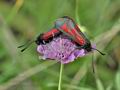 Zygaena_purpuralis_cv5927