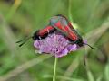 Zygaena_purpuralis_cv5927