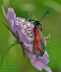 Zygaena_purpuralis_cv5937