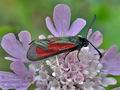 Zygaena_purpuralis_cv5946