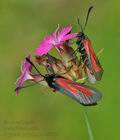 Zygaena_purpuralis_cv6772