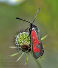 Zygaena_purpuralis_cv6804