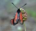 Zygaena_purpuralis_ja5647s