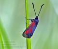 Zygaena_romeo_bg3518