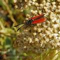 Zygaena_rubicundus_e2383