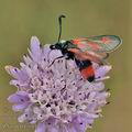 Zygaena_sarpedon_bg5699