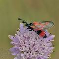 Zygaena_sarpedon_bg5721