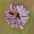 Zygaena_sarpedon_bg5730