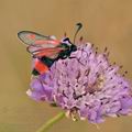 Zygaena_sarpedon_bg5751