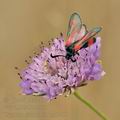 Zygaena_sarpedon_bg5760