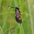 Zygaena_trifolii_bd0394