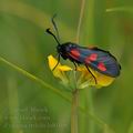 Zygaena_trifolii_bd0408