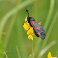 Zygaena_trifolii_bd0447