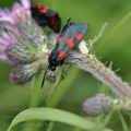 Zygaena_trifolii_bd0466