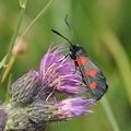 Zygaena_trifolii_bd0475