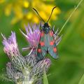 Zygaena_trifolii_bd0496