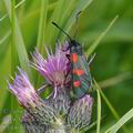 Zygaena_trifolii_bd0563