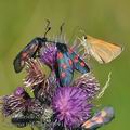 Zygaena_trifolii_bd0991