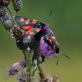 Zygaena_trifolii_bd1056