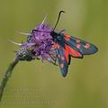 Zygaena_trifolii_bd1062