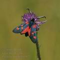 Zygaena_trifolii_bd1072