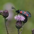 Zygaena_trifolii_bd1202