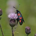 Zygaena_trifolii_bd1205