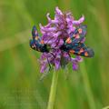 Zygaena_trifolii_bd1396