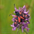 Zygaena_trifolii_bd1433