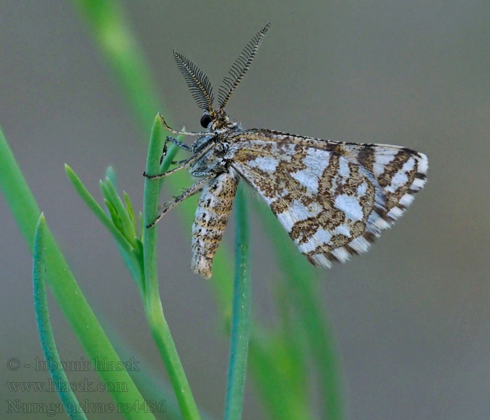 Narraga nelvae