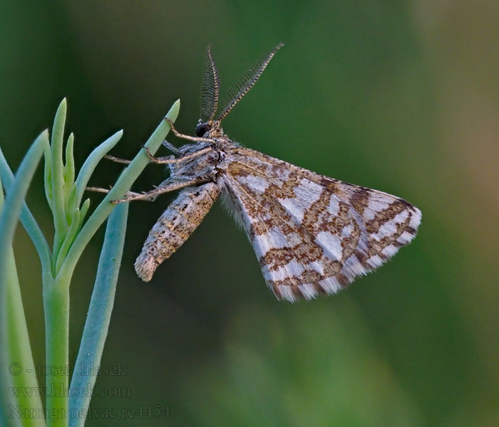 Narraga nelvae