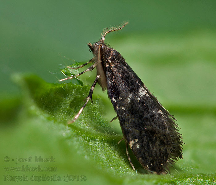 Narycia duplicella monilifera