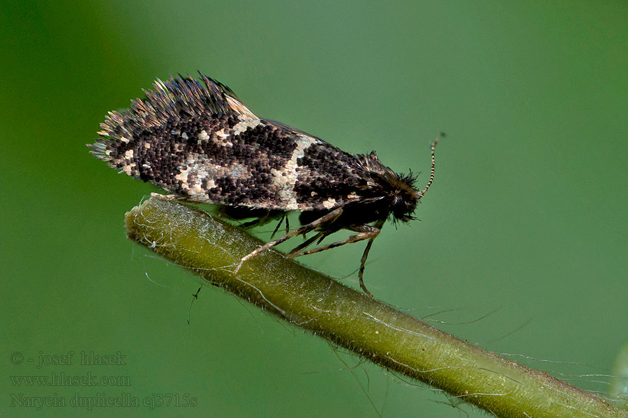 Narycia duplicella monilifera Vakonoš lesní