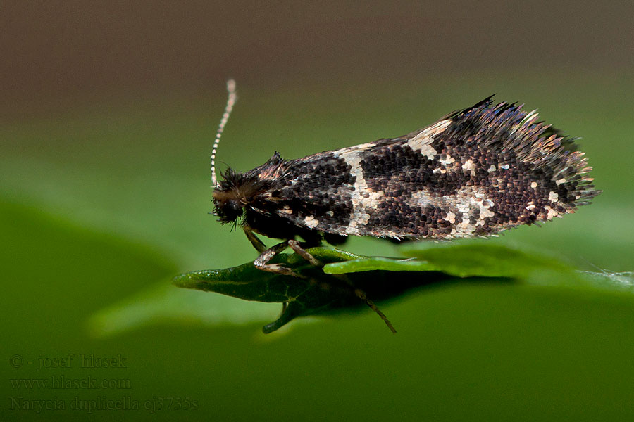 Narycia duplicella monilifera White-speckled Smoke