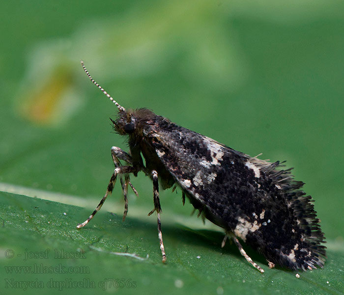 Schwarze Motten-Sackträger White-speckled Smoke Narycia duplicella