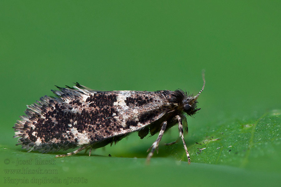 White-speckled Smoke Narycia duplicella