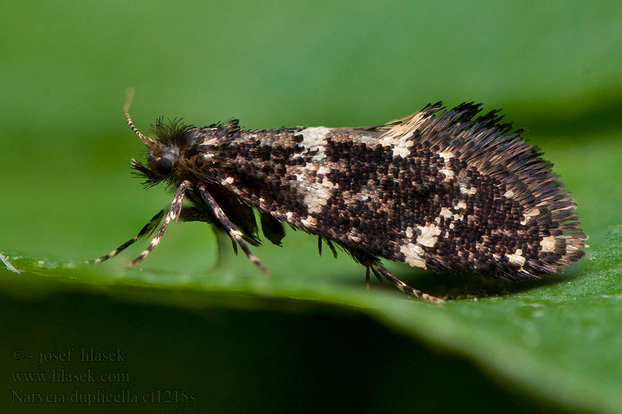 Narycia duplicella