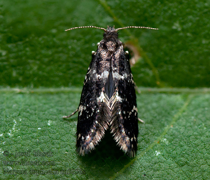 Narycia duplicella